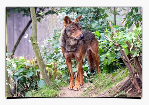 Lobo ibérico en Villardeciervos